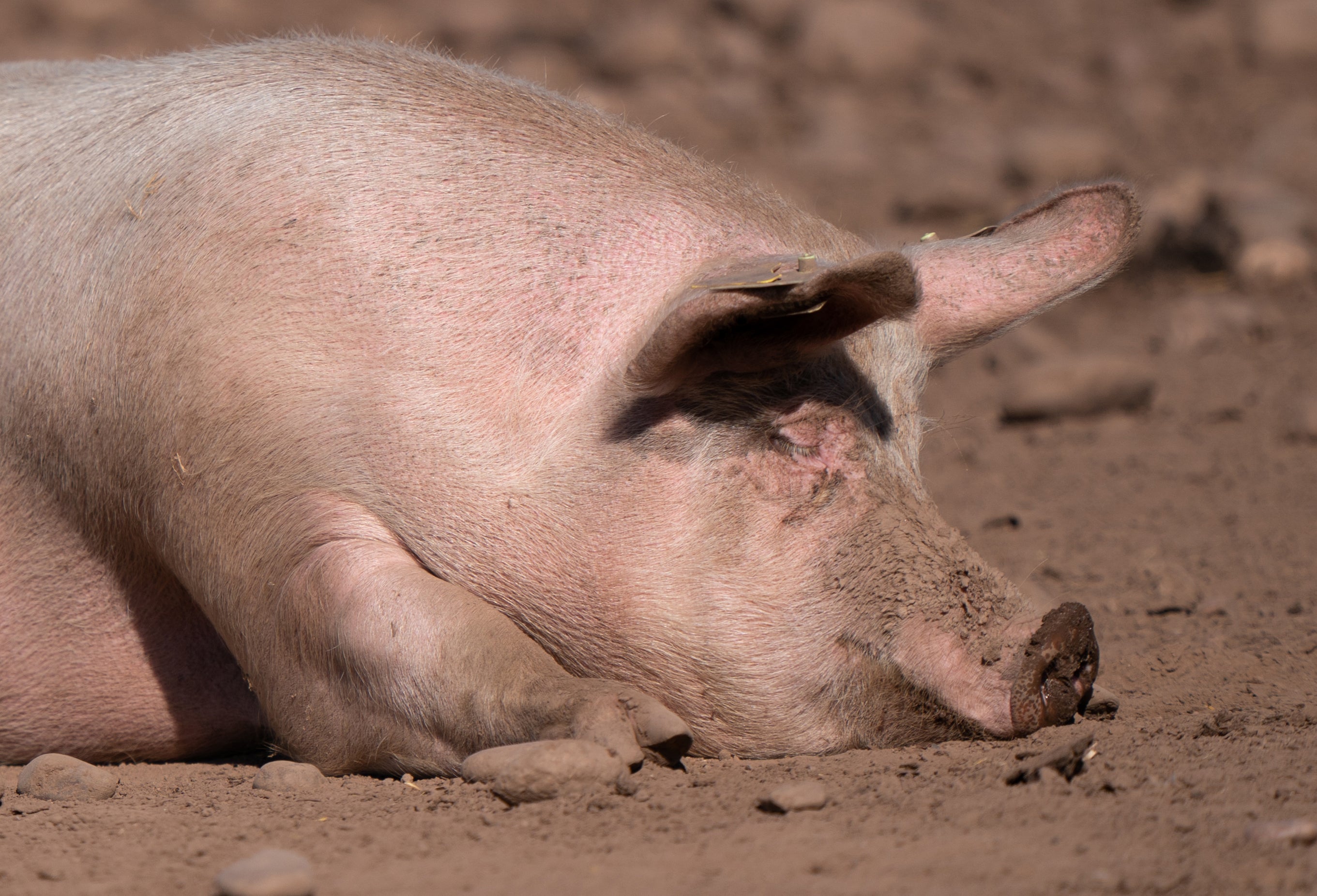 Pig grunts translated into emotions for the first time – study (Joe Giddens/PA)