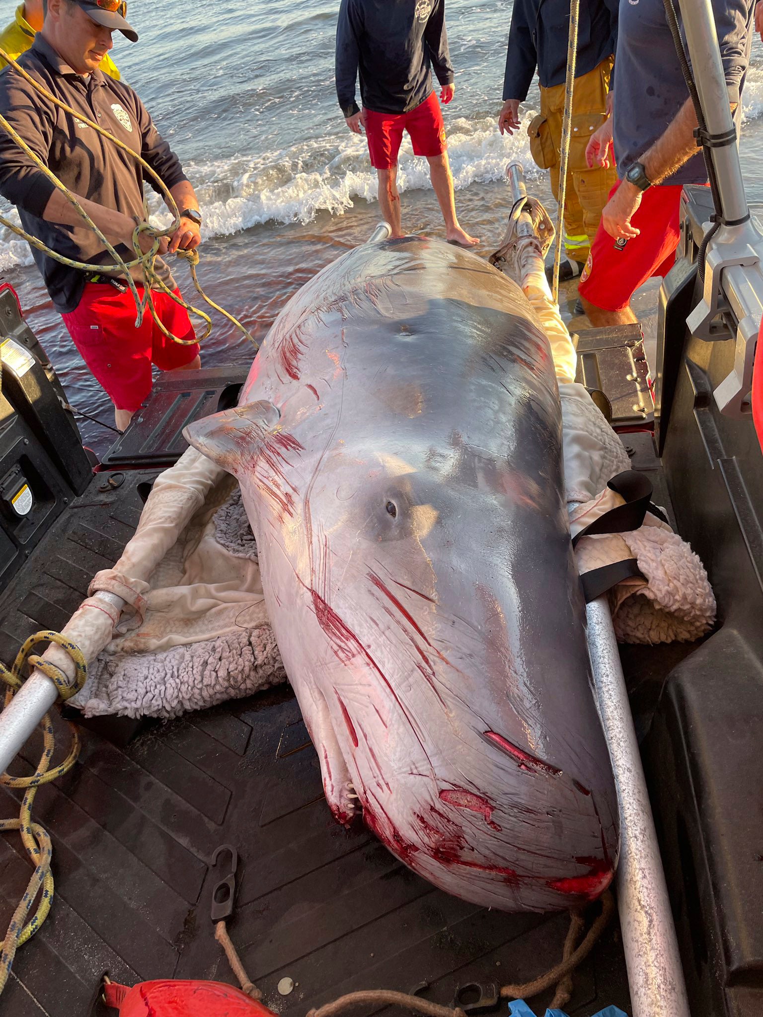 Malibu Whale Stranding