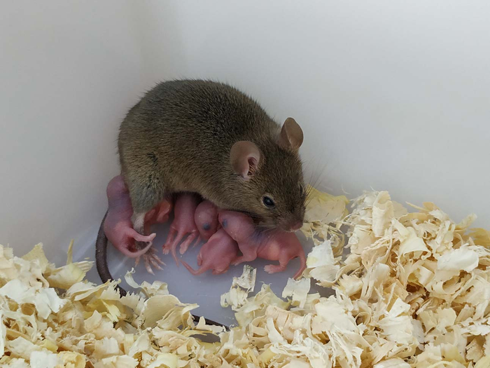 Parthenogenetic mouse and the offspring