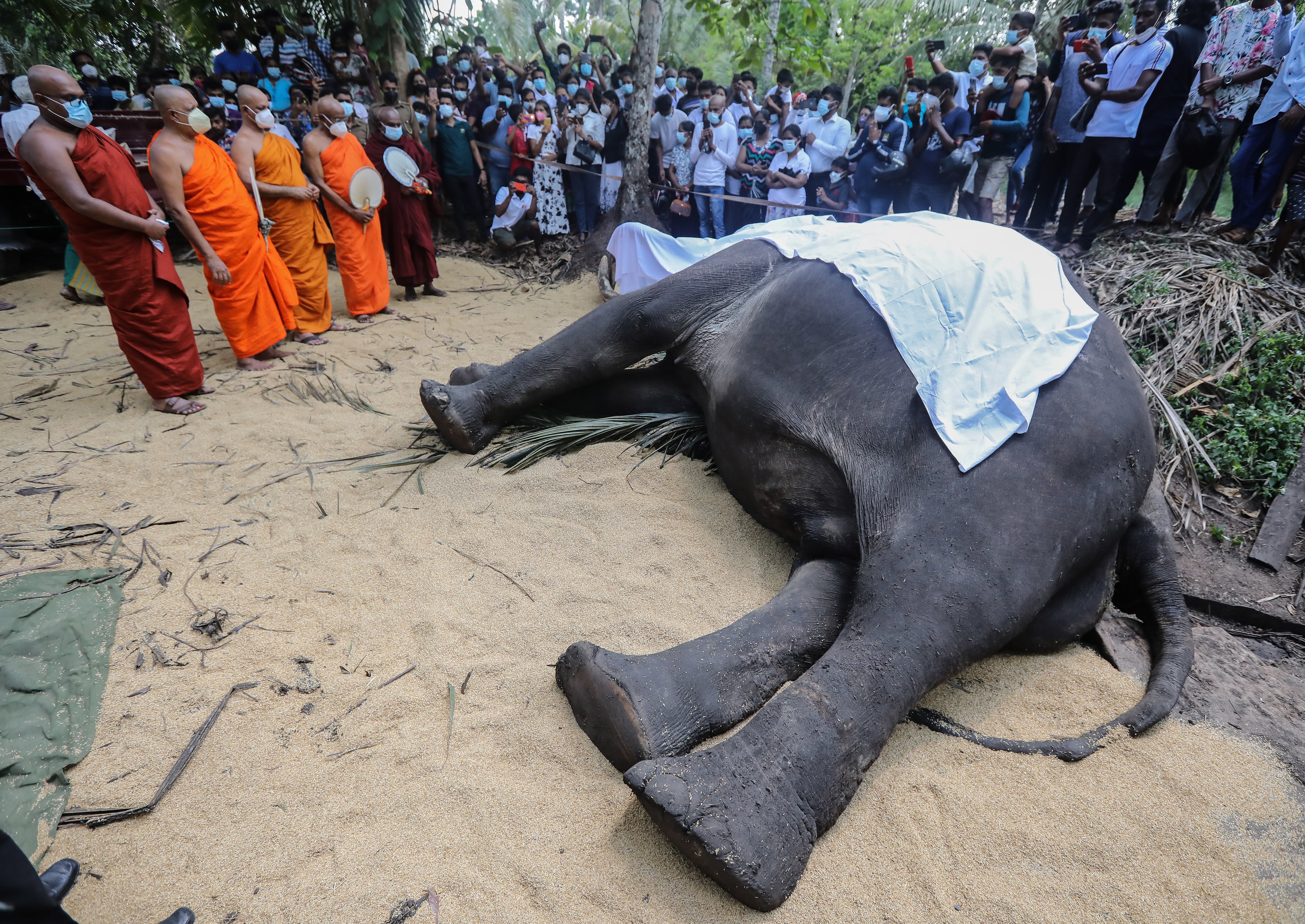 A group of Sri Lankan Buddhist monks invoke blessings on Nadungamuwa Raja, which died on 7 March