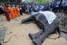 Sri Lanka’s most sacred elephant will be stuffed and put on display after dying aged 68
