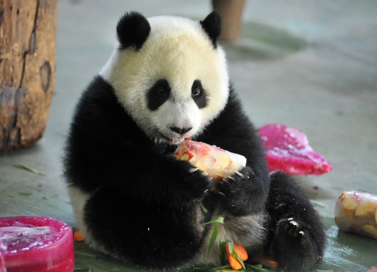 Taipei Zoo puts two ‘obese’ pandas on weight-loss diet and forced ...