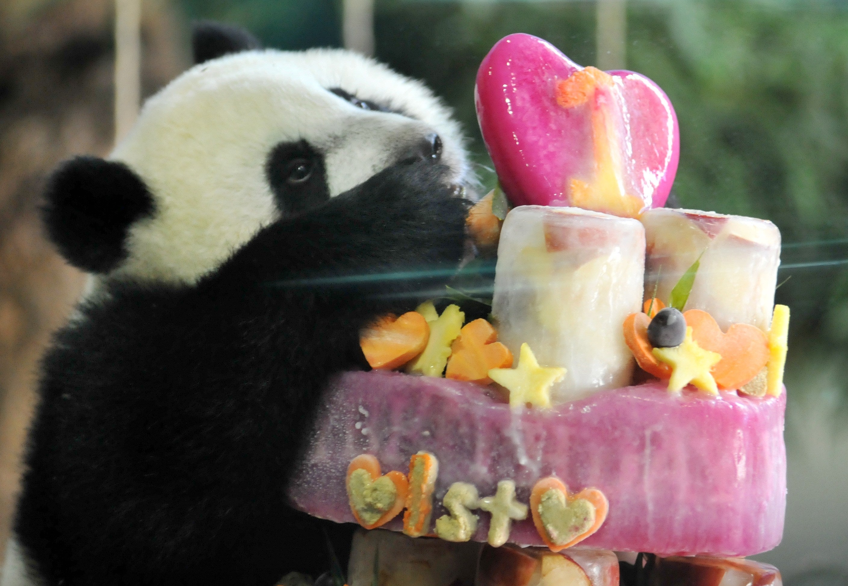 Yuan Zai, the first Taiwan-born panda, enjoys its birthday cake, during the celebration of its first birthday at the Taipei City Zoo in 2014