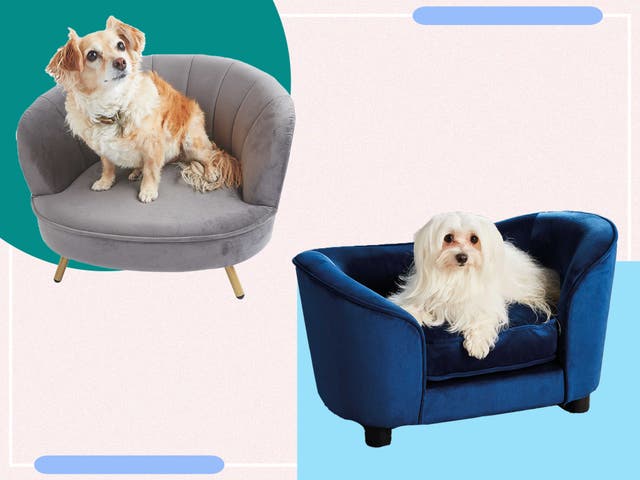 <p>A regal design for your pooch is exactly what you need </p>