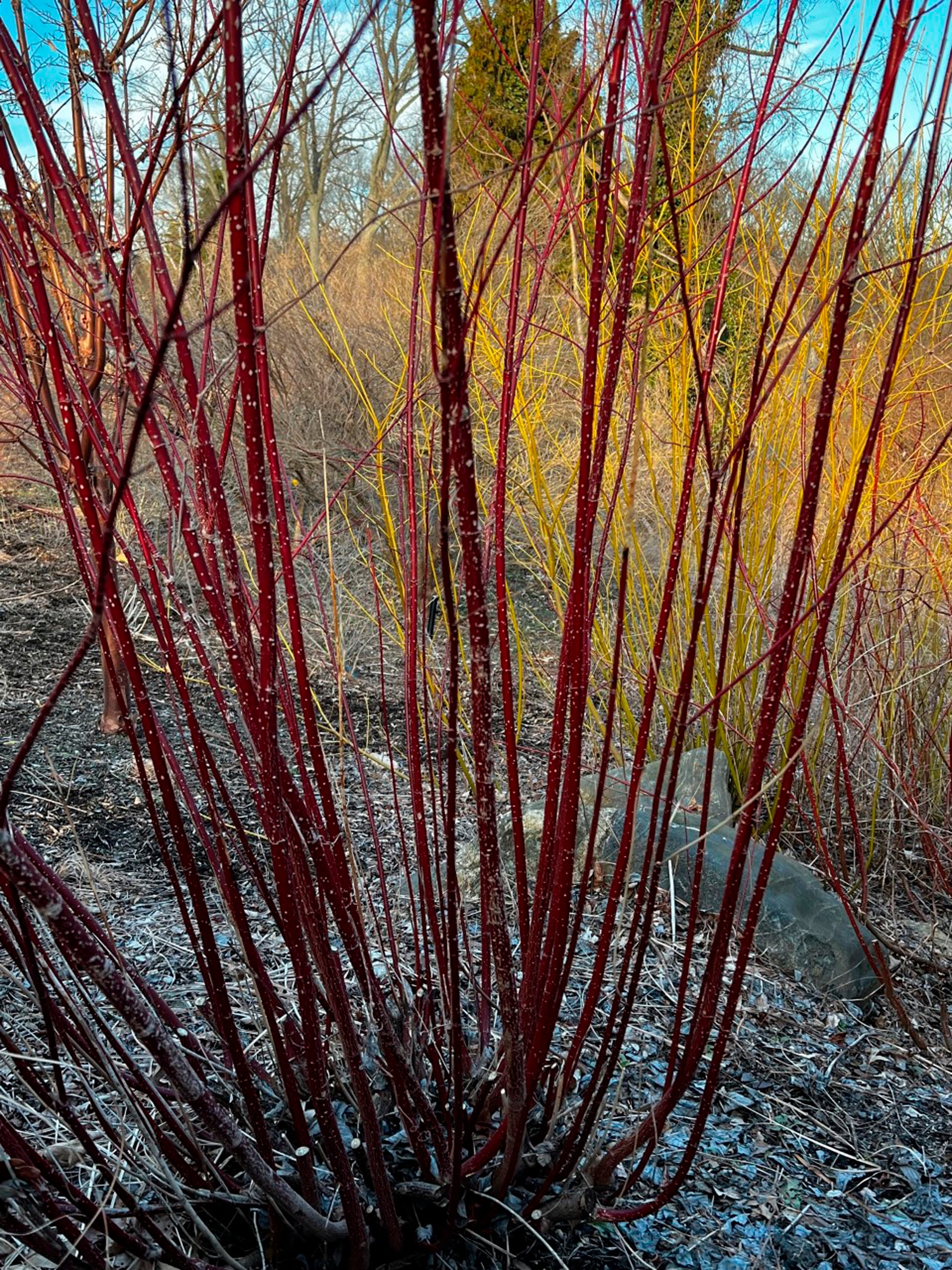 Gardening-Next Winter