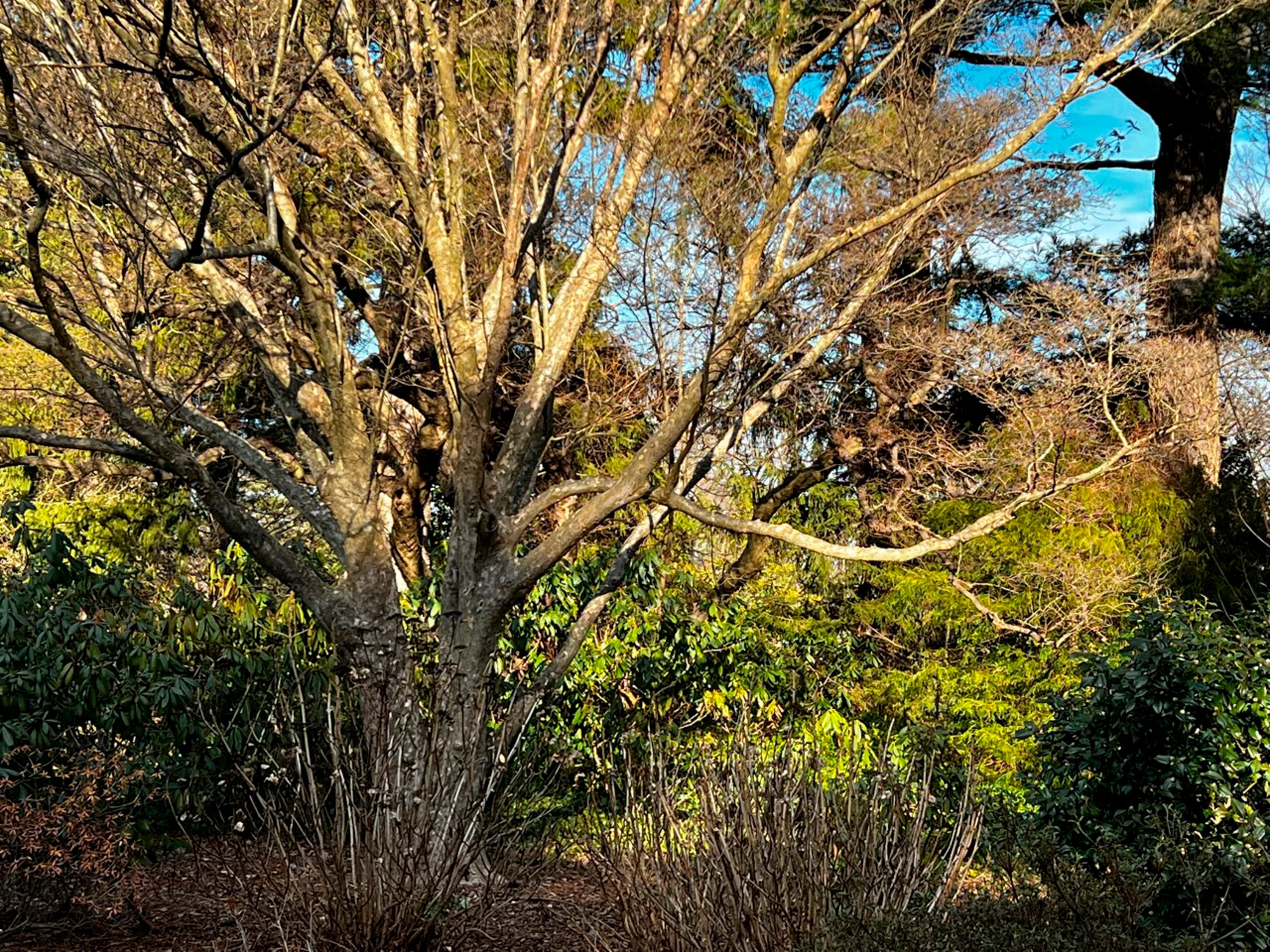 Gardening-Next Winter