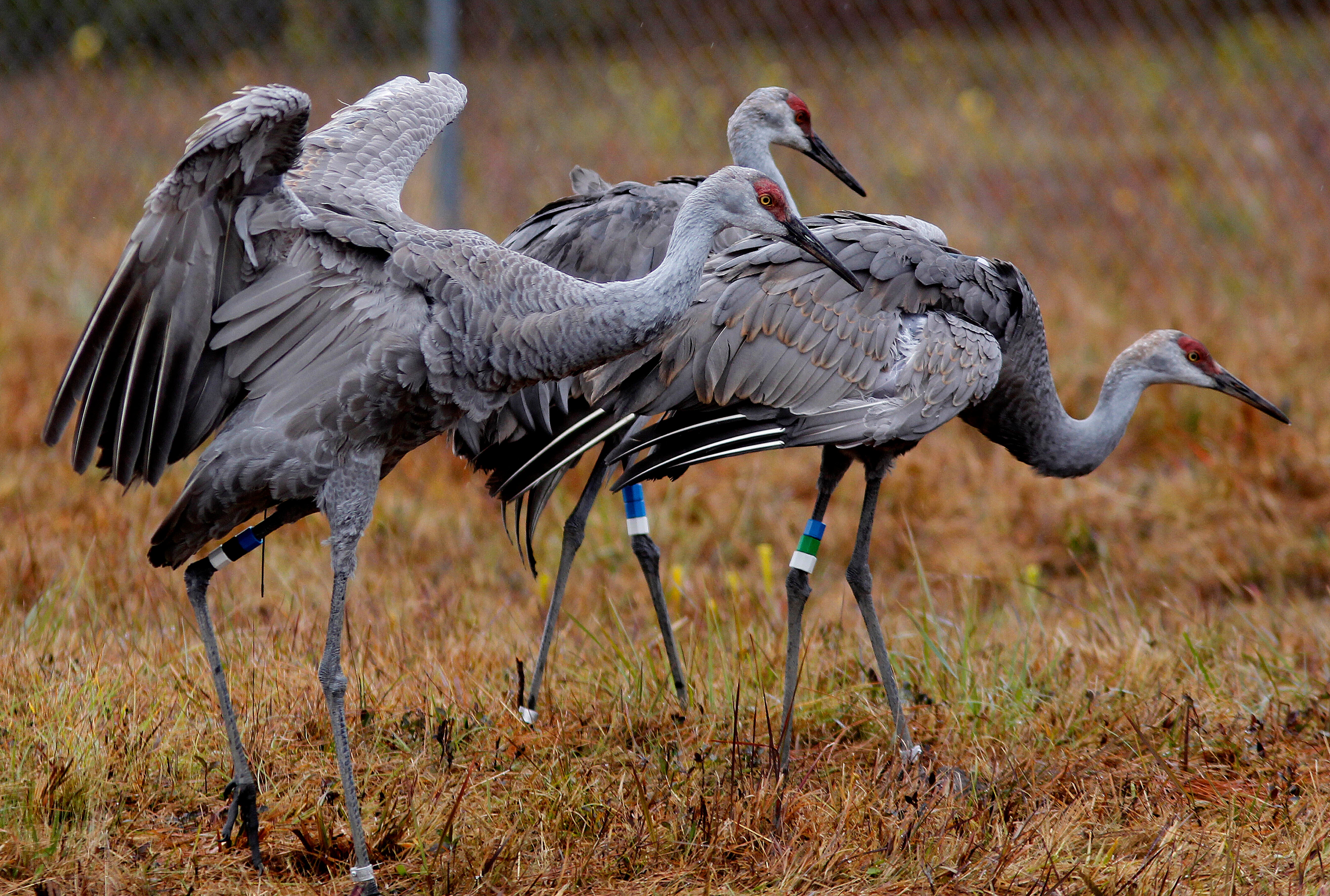 Pesticide Wildlife