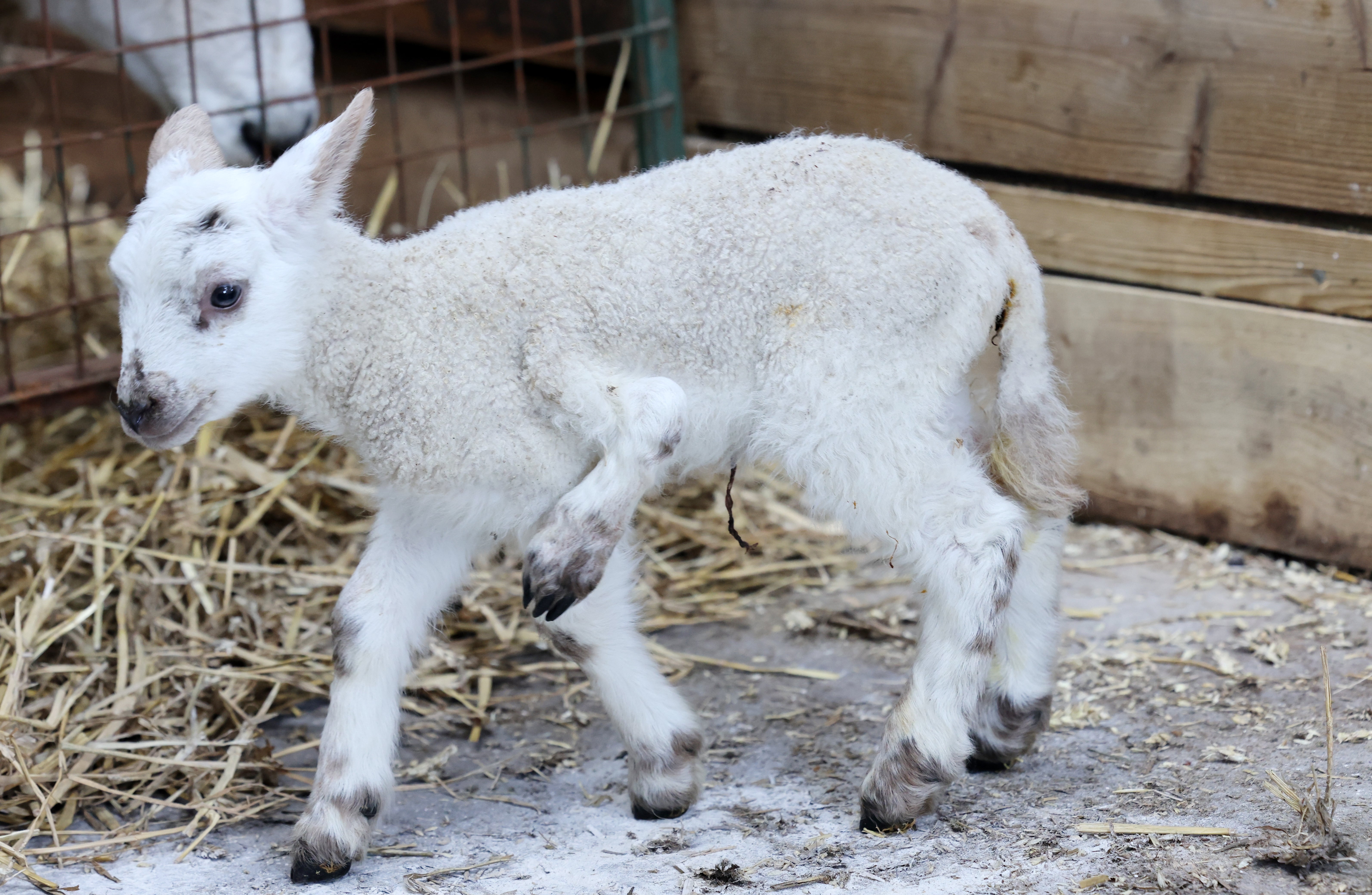 The team at a beloved Northumberland visitor attraction have welcomed an unusual new addition