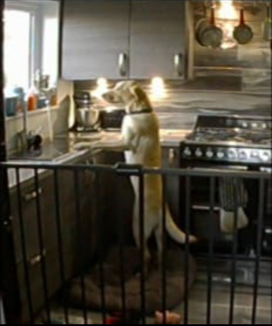 One dog flooded a kitchen by turning on a tap