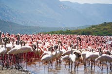 Kenya’s birdwatchers flock to annual census