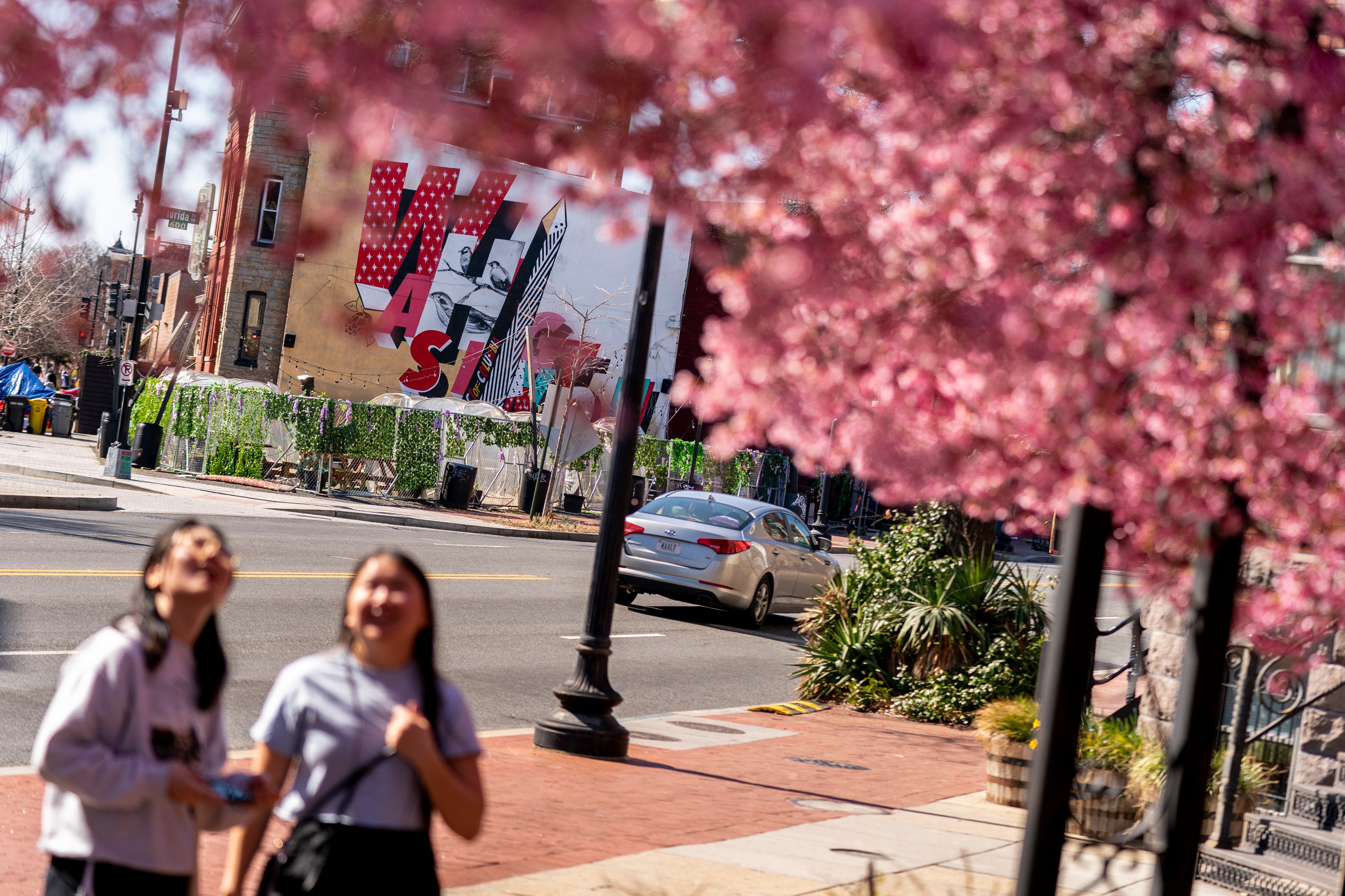 Nation's Capitol Cherry Blossoms
