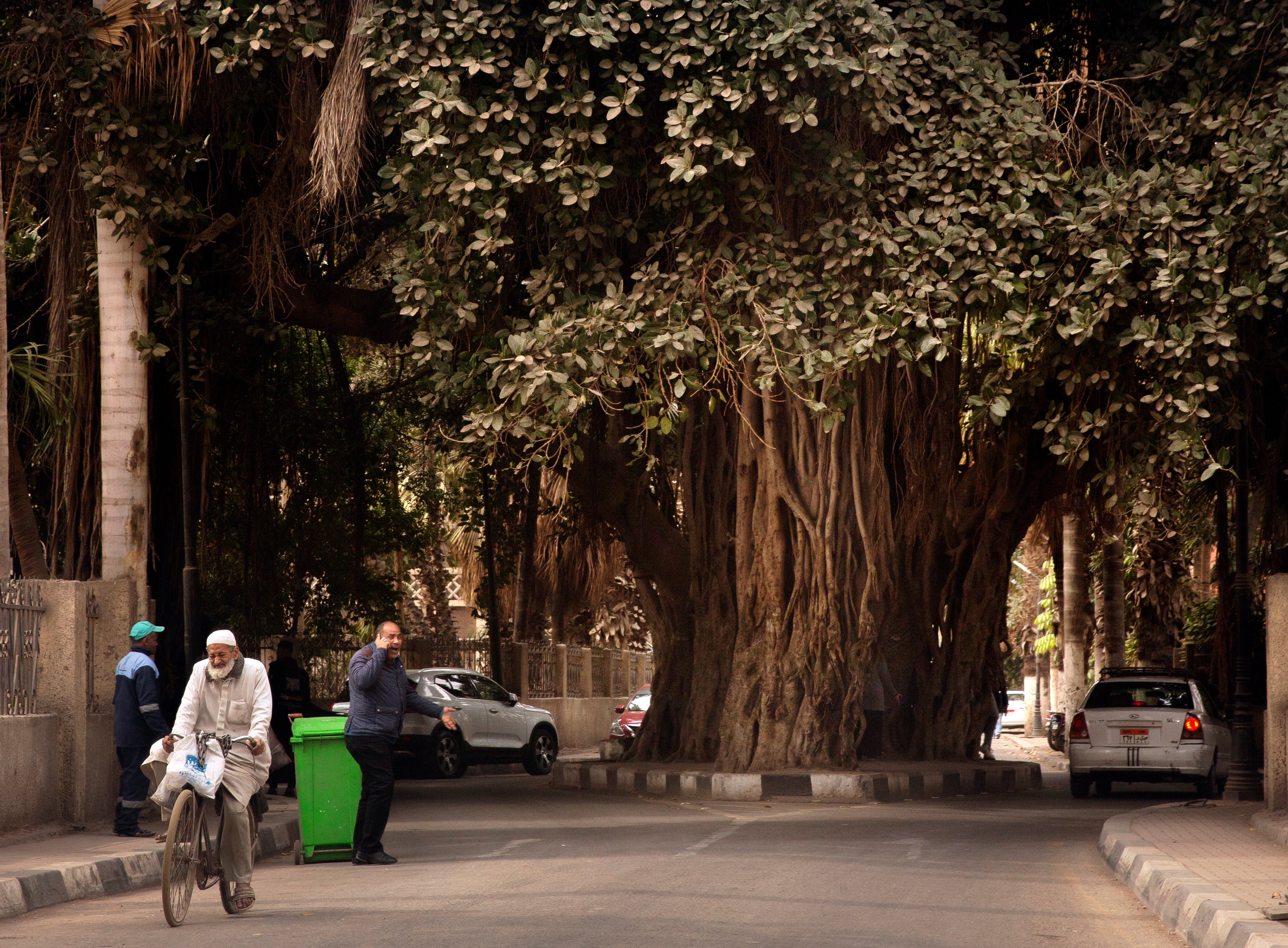 Egypt Vanishing Green Spaces