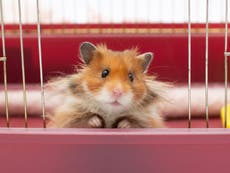 Pet hamsters can pass on Covid to humans, study suggests