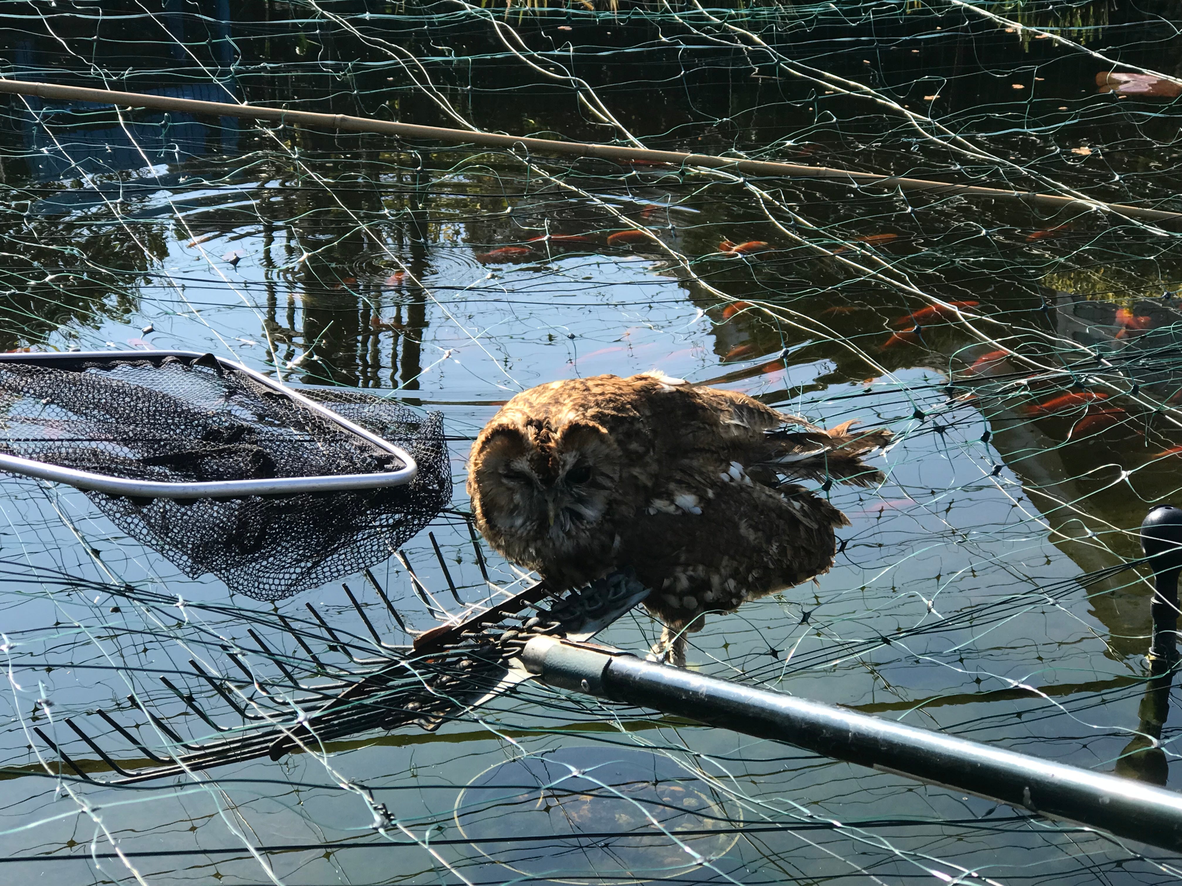 The owl had to be cut free by an RSPCA rescuer and has since been released back into the wild (RSPCA/PA)