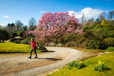 UK weather: Britain ‘to be warmer than Madrid’ as temperatures soar ahead of Cheltenham festival