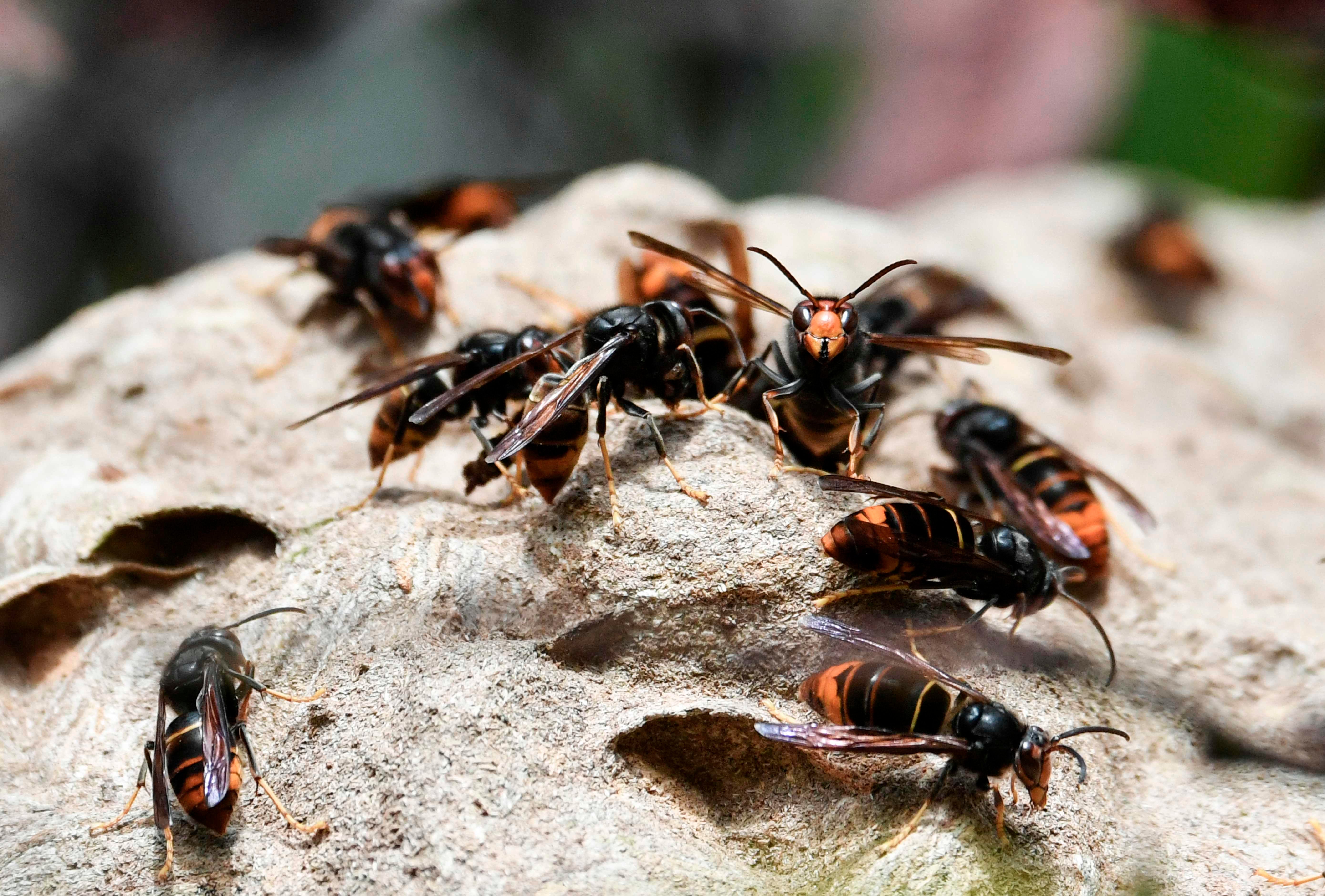 Asian hornets in France