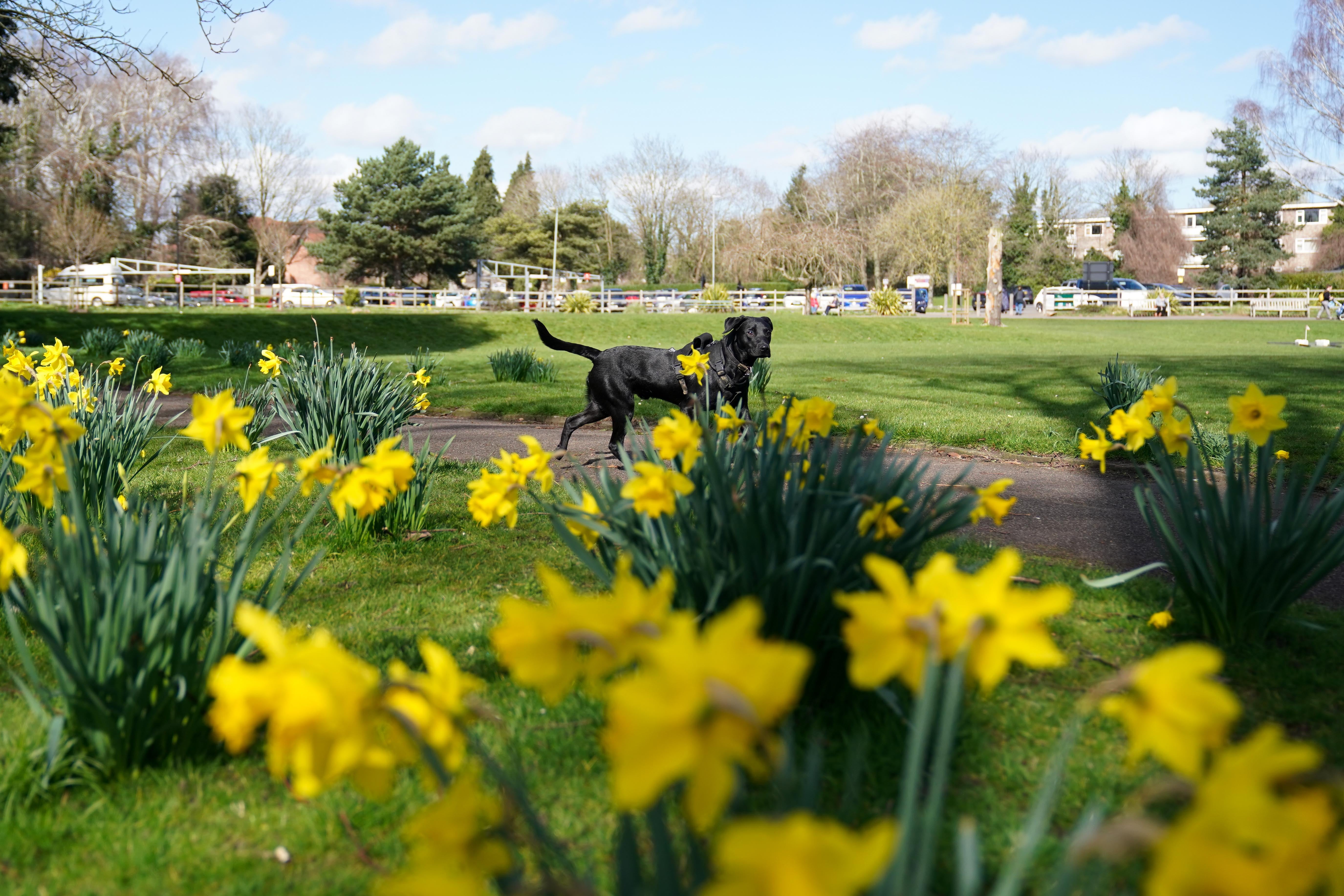 Dry and bright weather and some spring warmth is expected this weekend (Jacob King/PA)