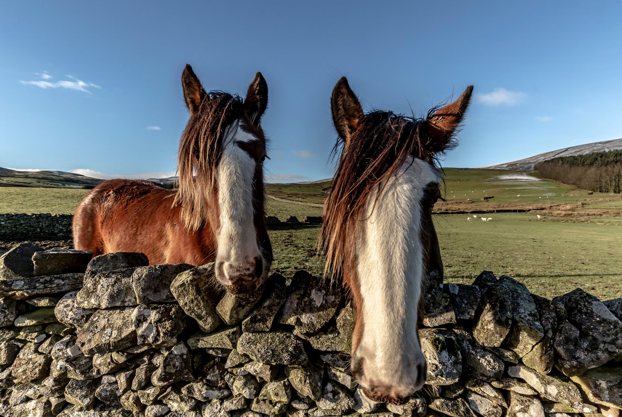 It’s very rare for horses to live more than 60 years