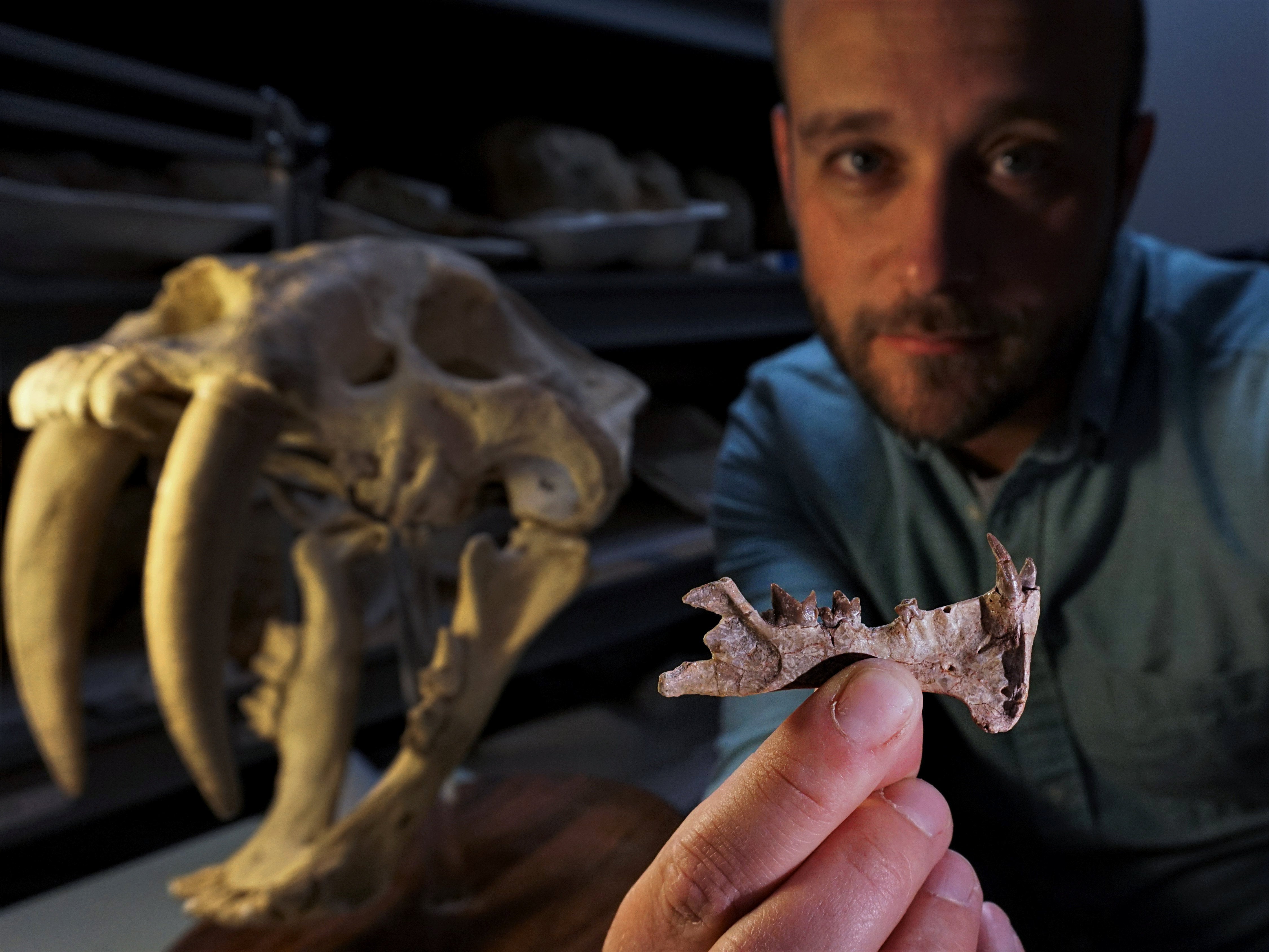 Dr Ashley Poust, a post-doctoral researcher at The Nat, has just described what is now the earliest known cat-like predator in North America, west of the Rocky Mountains