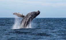 The quest to find the loneliest whale in the world