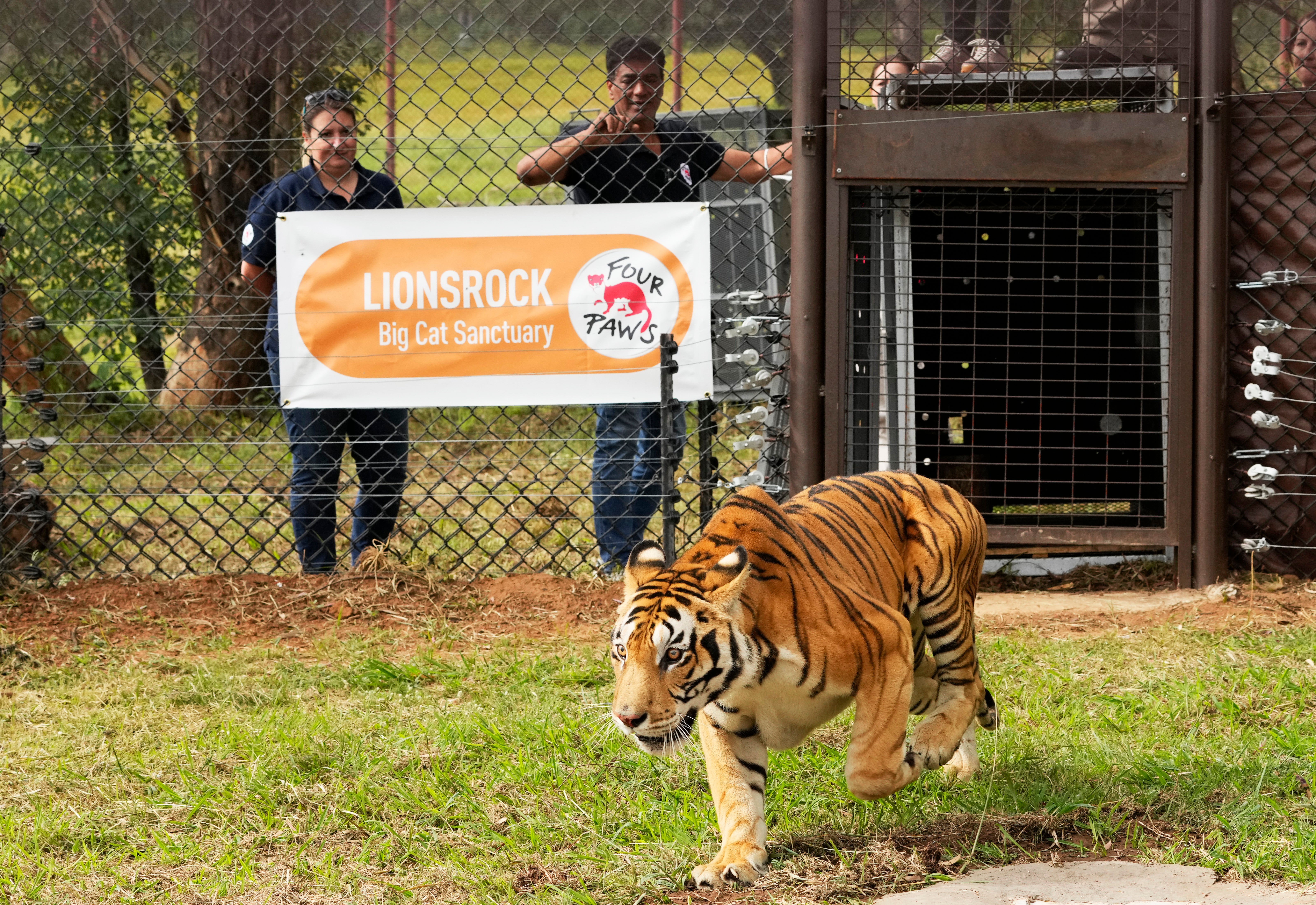 South Africa Argentina Tiger