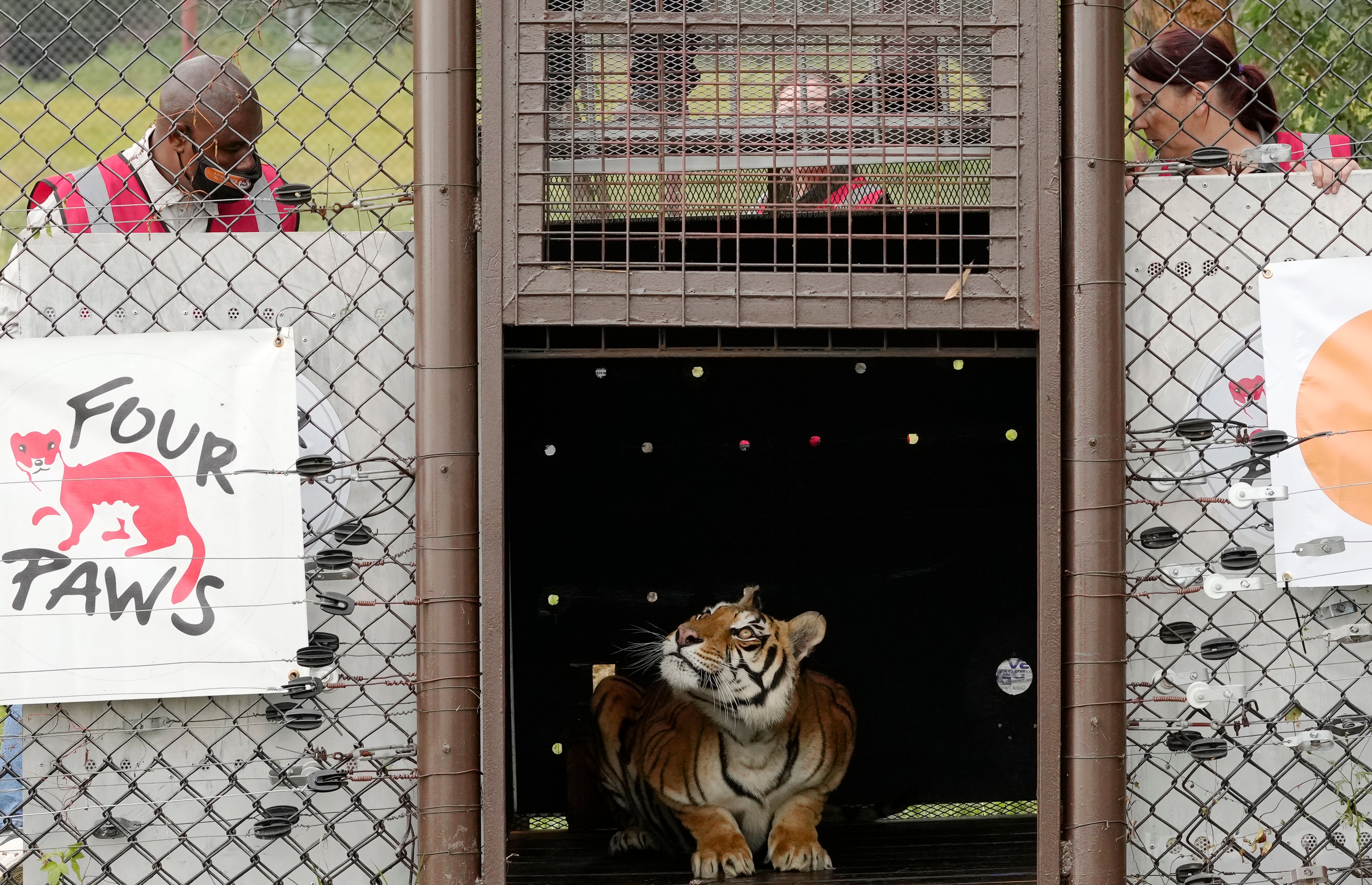 South Africa Argentina Tiger