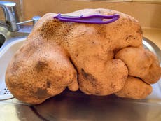 World’s largest potato is actually a tuber, says Guinness World Records