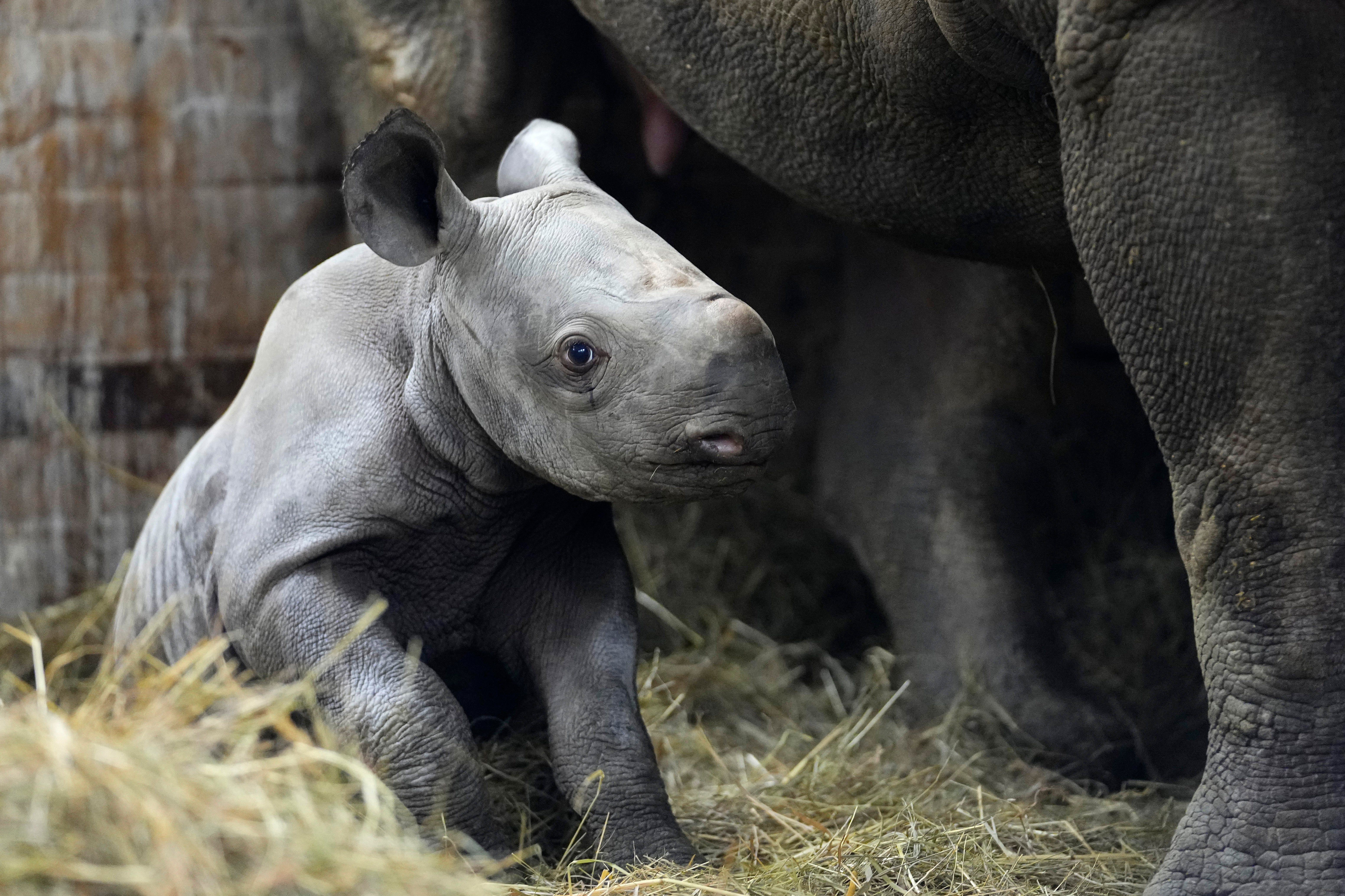 Czech Republic Baby Rhino