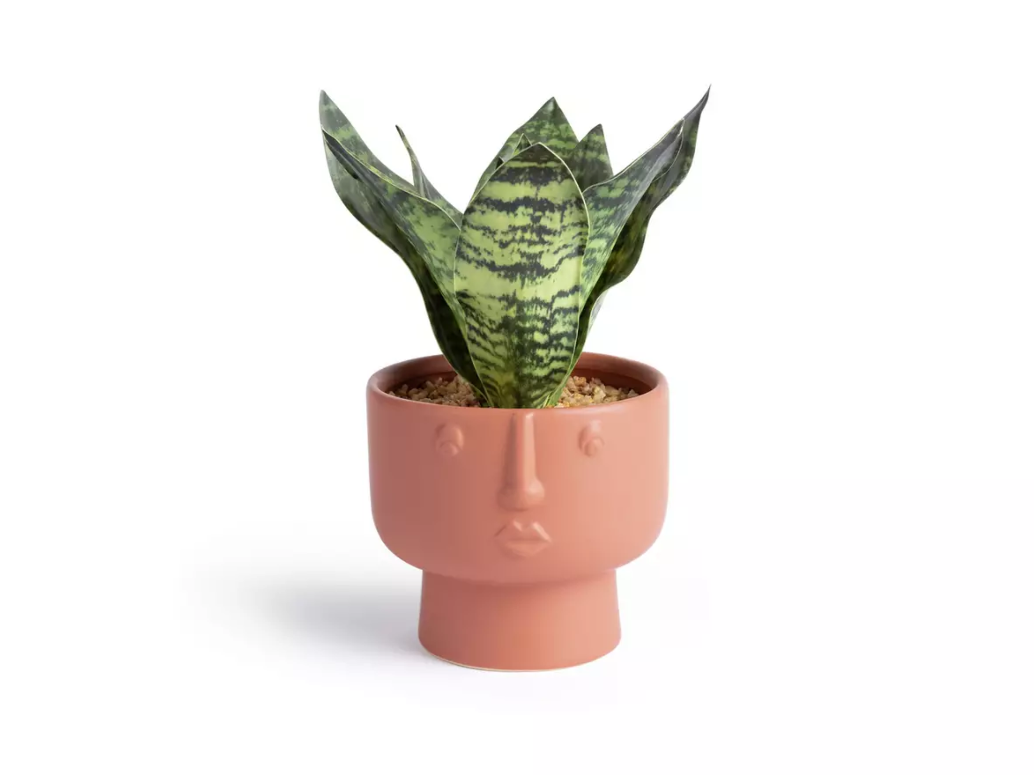 habitat-best-artificial-plants-indybest.png