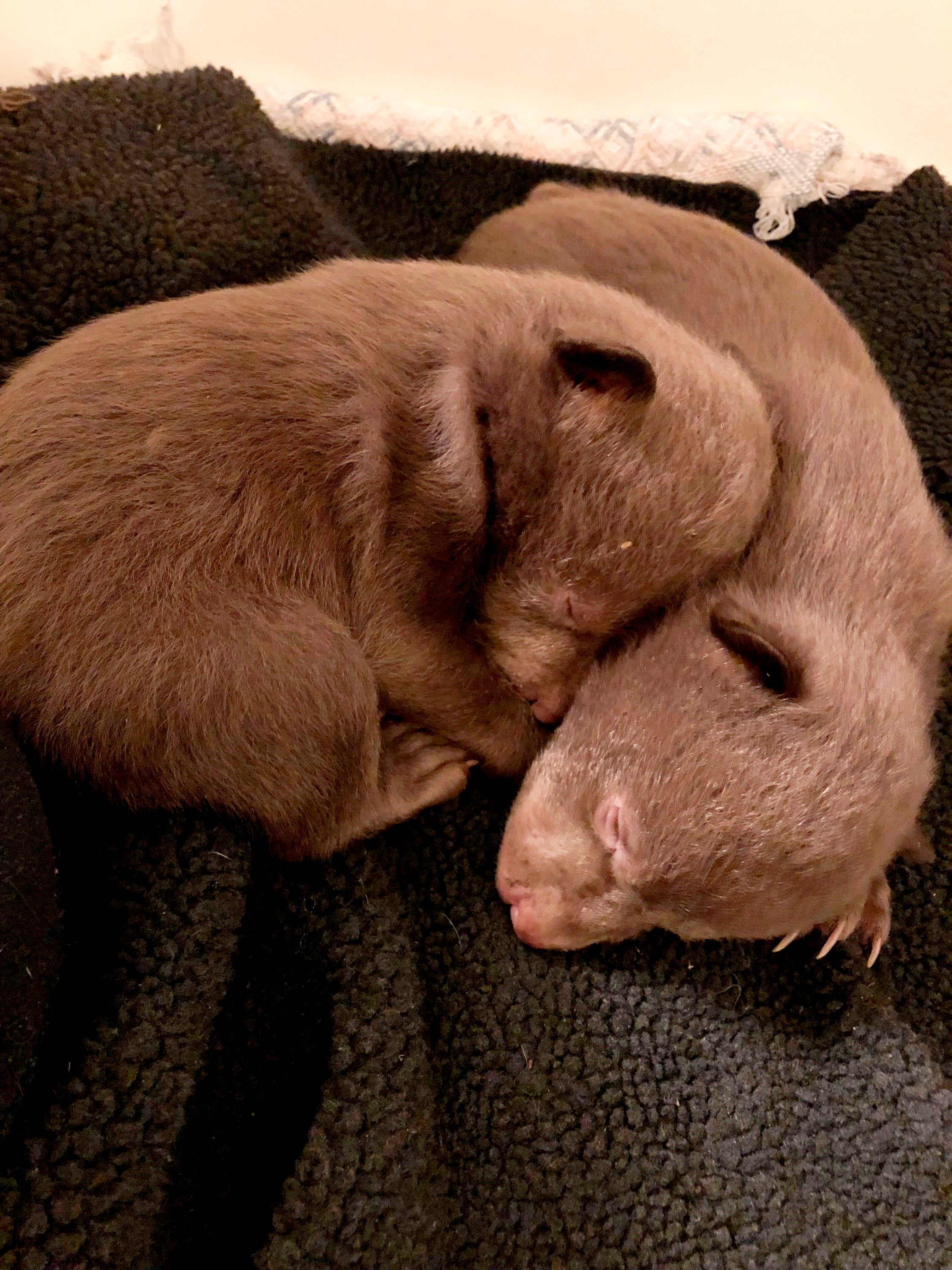 Poached Bear Cubs