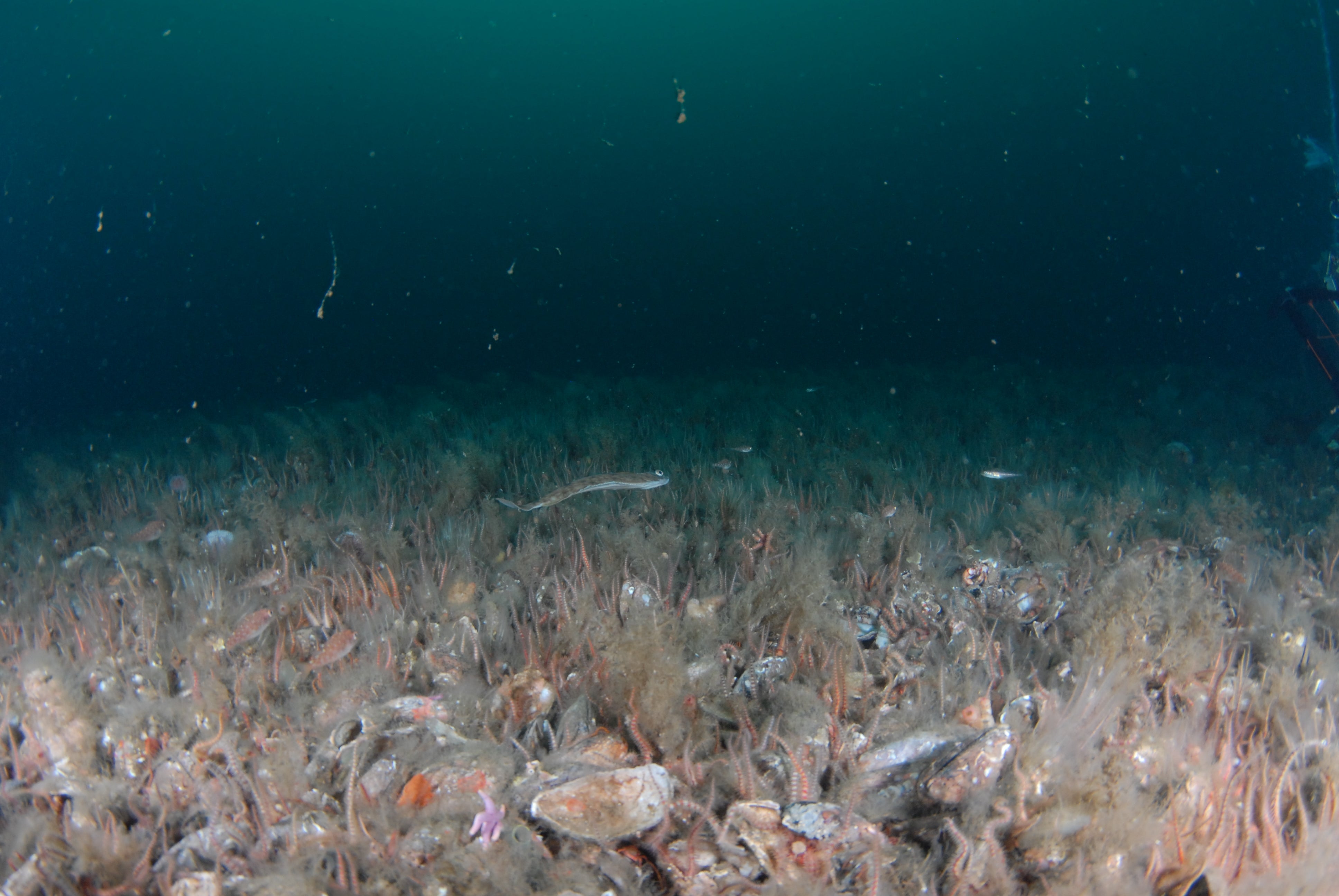 The Noss Head horse mussel bed covers 385 hectares (Heriot-Watt/PA)