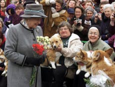 Former MP ate biscuits intended for Queen’s corgis, claims new book