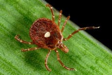 Ticks carrying mysterious but potentially deadly virus now found in 6 US states, study says