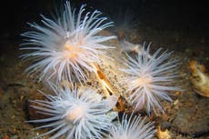 Giant mussels found in UK waters under threat due to conservation ‘failures’