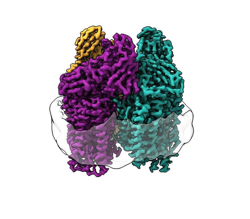 Cryo-electron microscopy revealed never-before-seen structures in the membrane of the protein