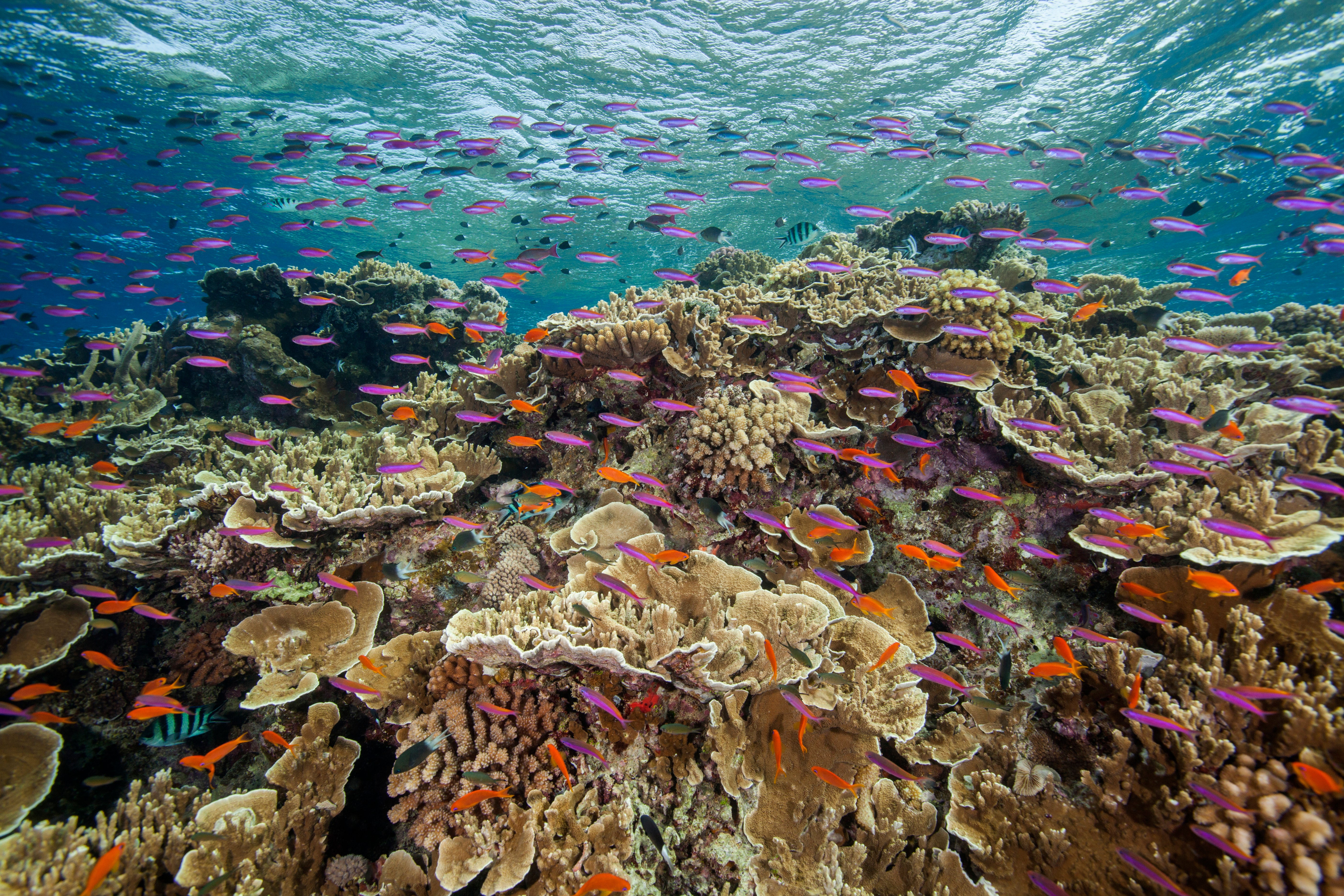 Australia Barrier Reef