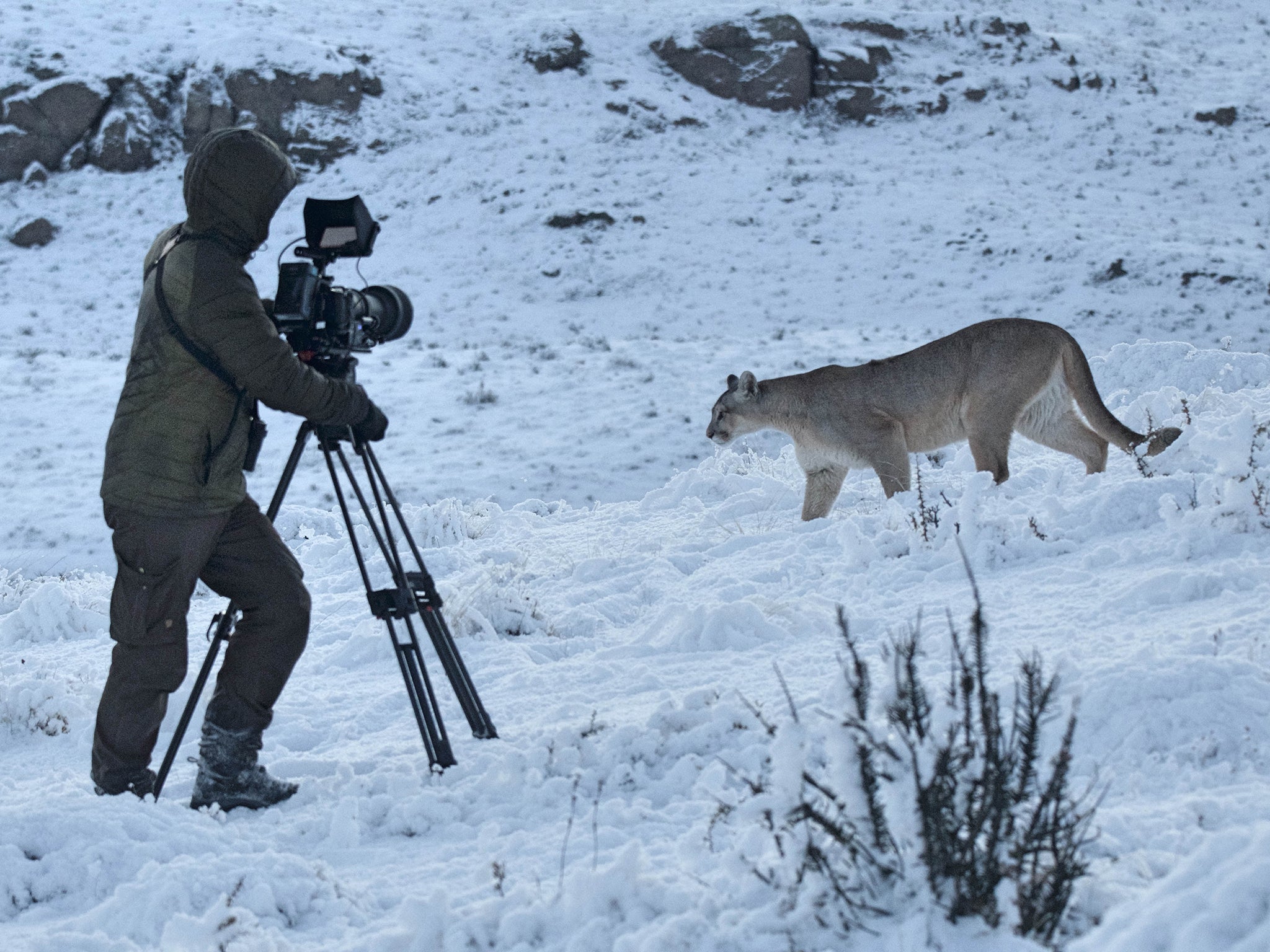 Cameraman Diego Araya gets up close to puma Rupestre during filming of ‘Dynasties II’