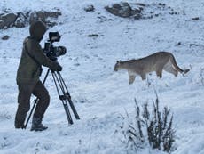 Dynasties II review: Attenborough’s latest is appealing, yet guilty of dumbing down the animal kingdom