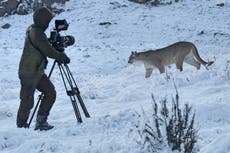 Dynasties II review: Attenborough’s latest is appealing, yet guilty of dumbing down the animal kingdom