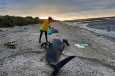 Twenty nine pilot whales die after becoming stranded on New Zealand beach