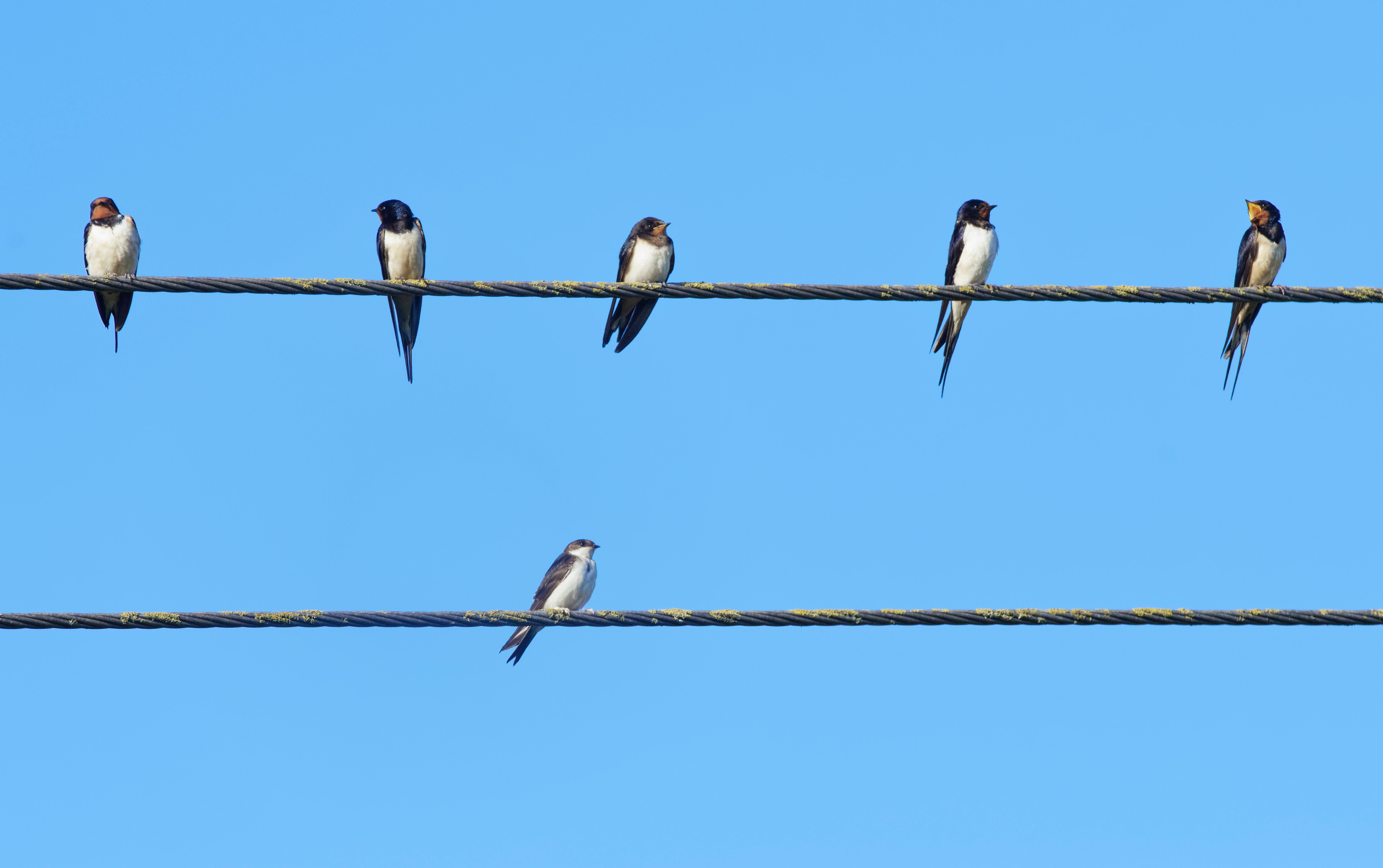 Swallows and house martins perching on a wire (Nick Upton/PA)