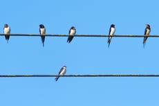People urged to create habitat for insects to help swallows, swifts and martins