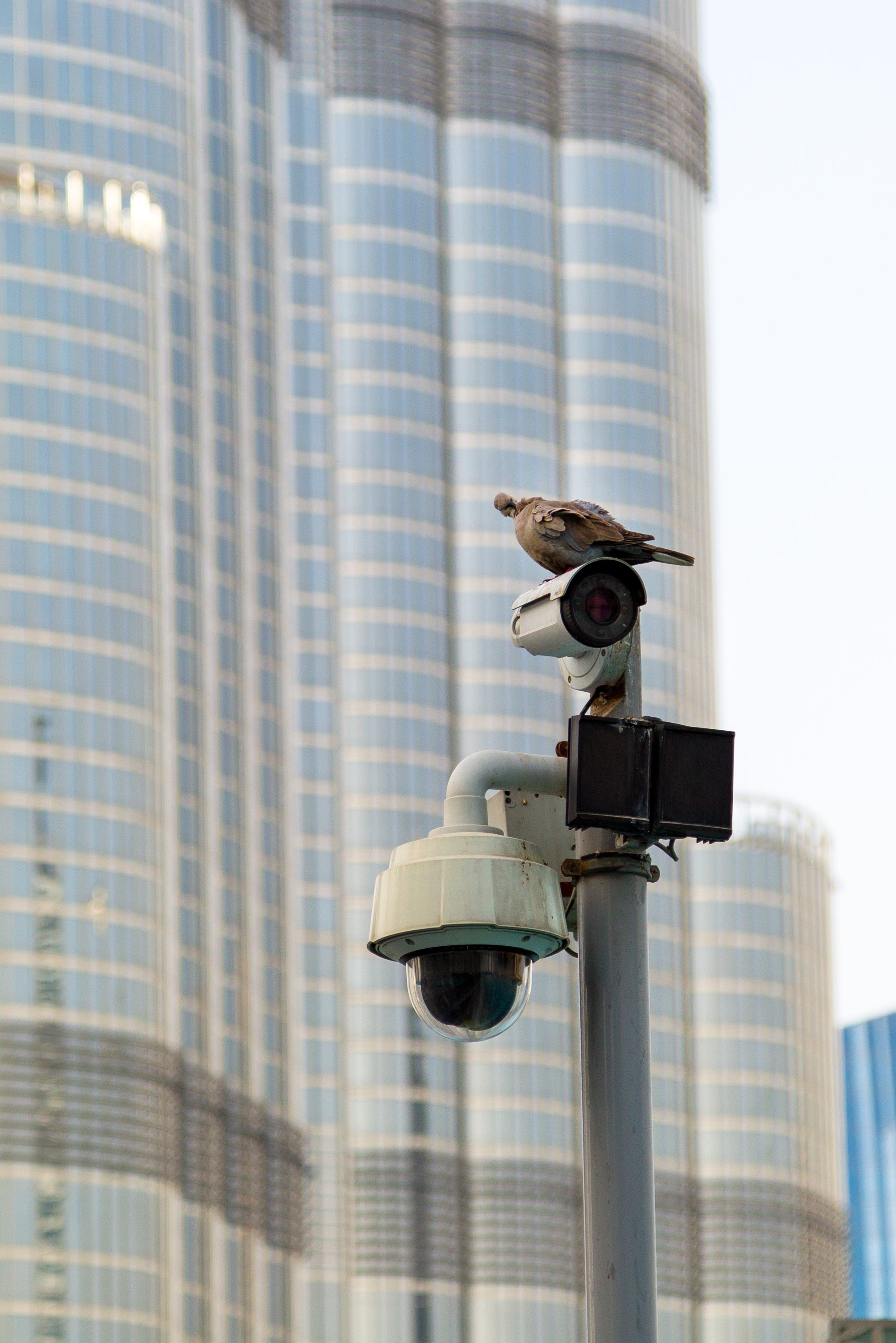 Do we even hear birds in our towns and cities – or is it white noise?