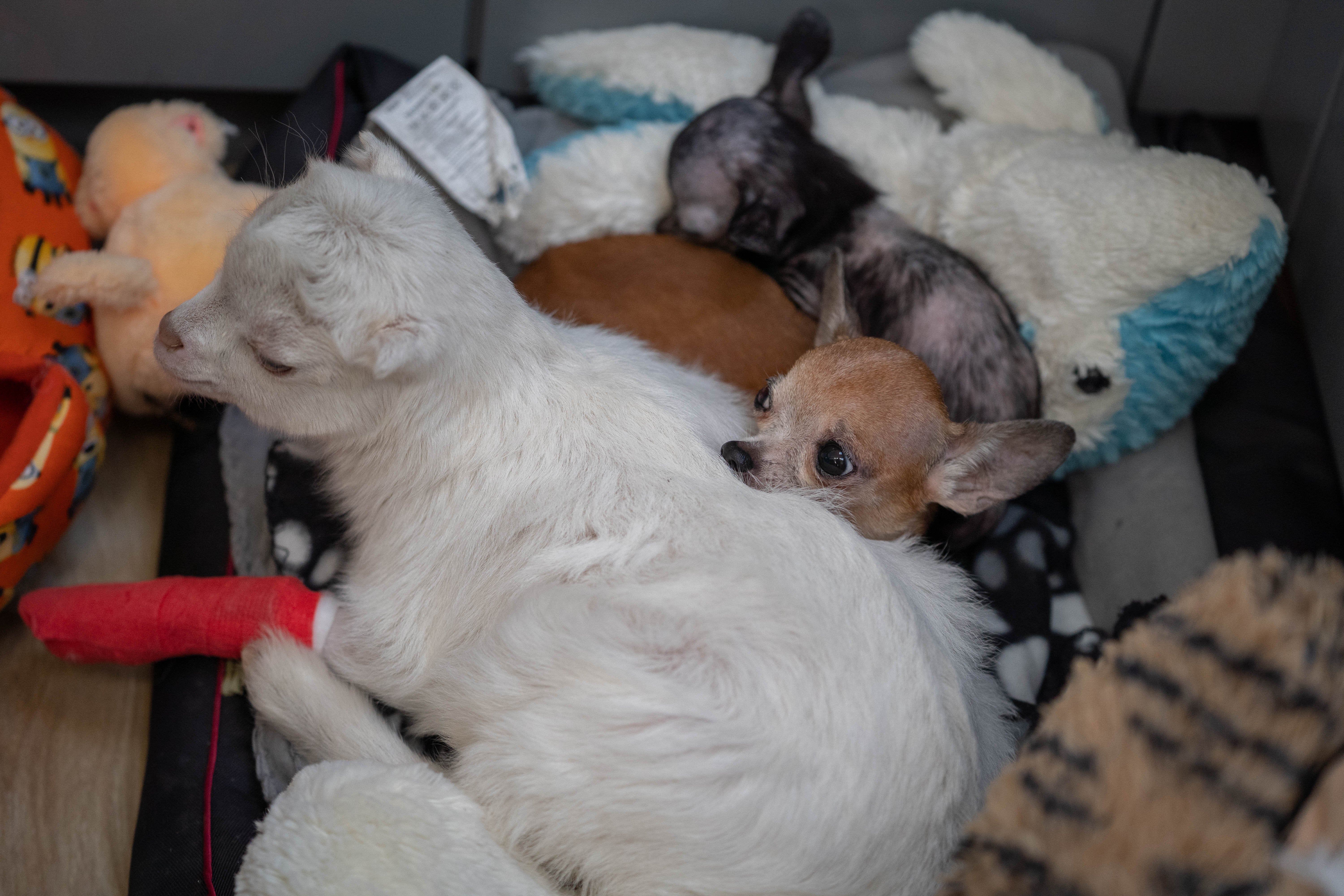 Vet Jakub Kotowicz, based in Przemysl, Poland on the Ukraine /Poland border with the cats, dogs and even a goat that he and his team rescued from inside war torn Ukraine