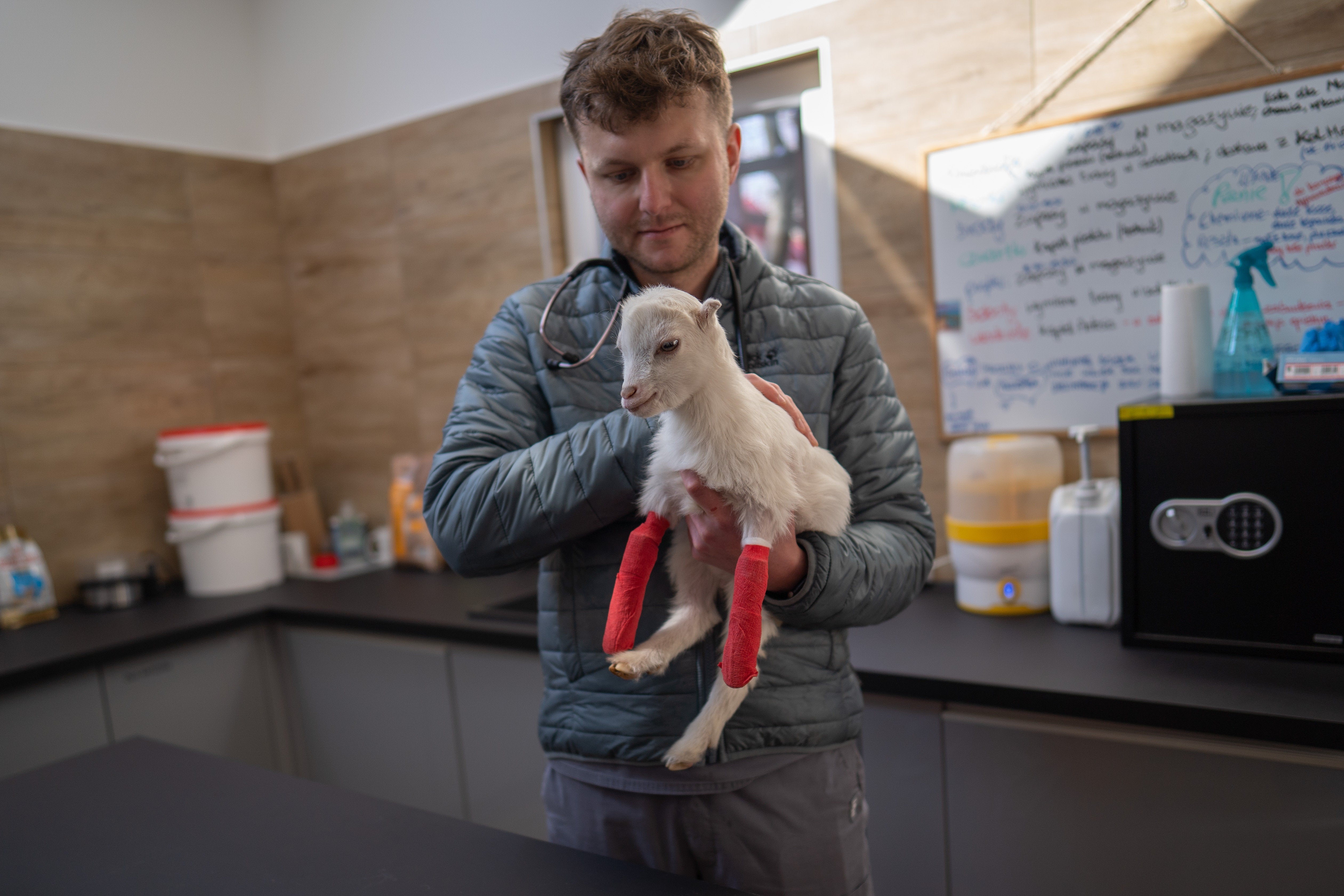 Vet Jakub Kotowicz with Sasha the pygmy goat kid