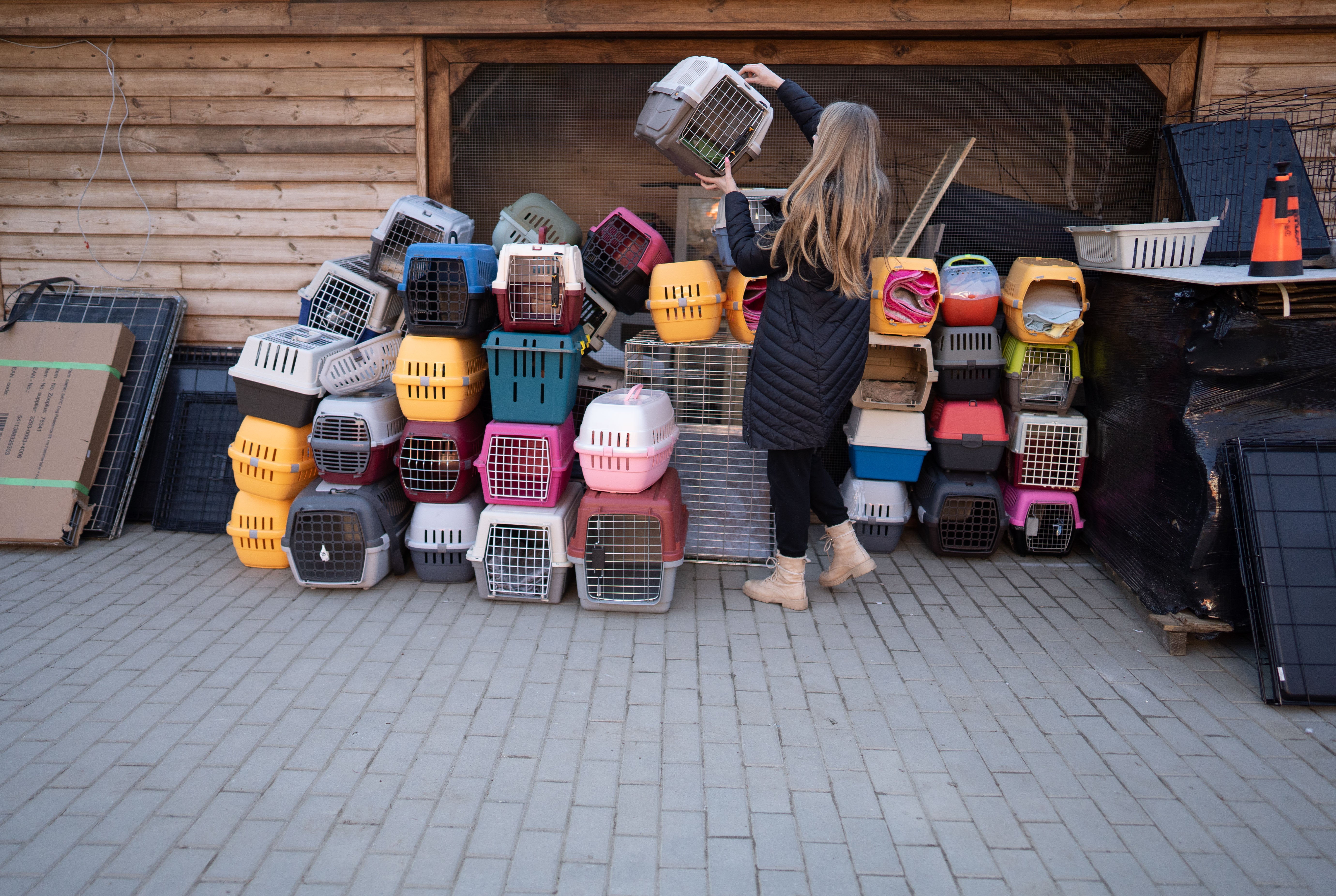 In the past fortnight Jakub has rescued around 200 cats and 60 dogs from Lviv, in three convoys