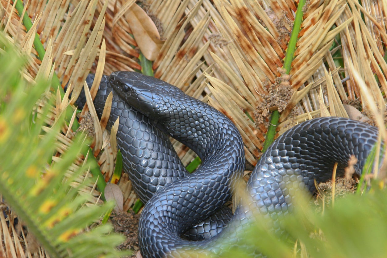 Eastern indigo snake