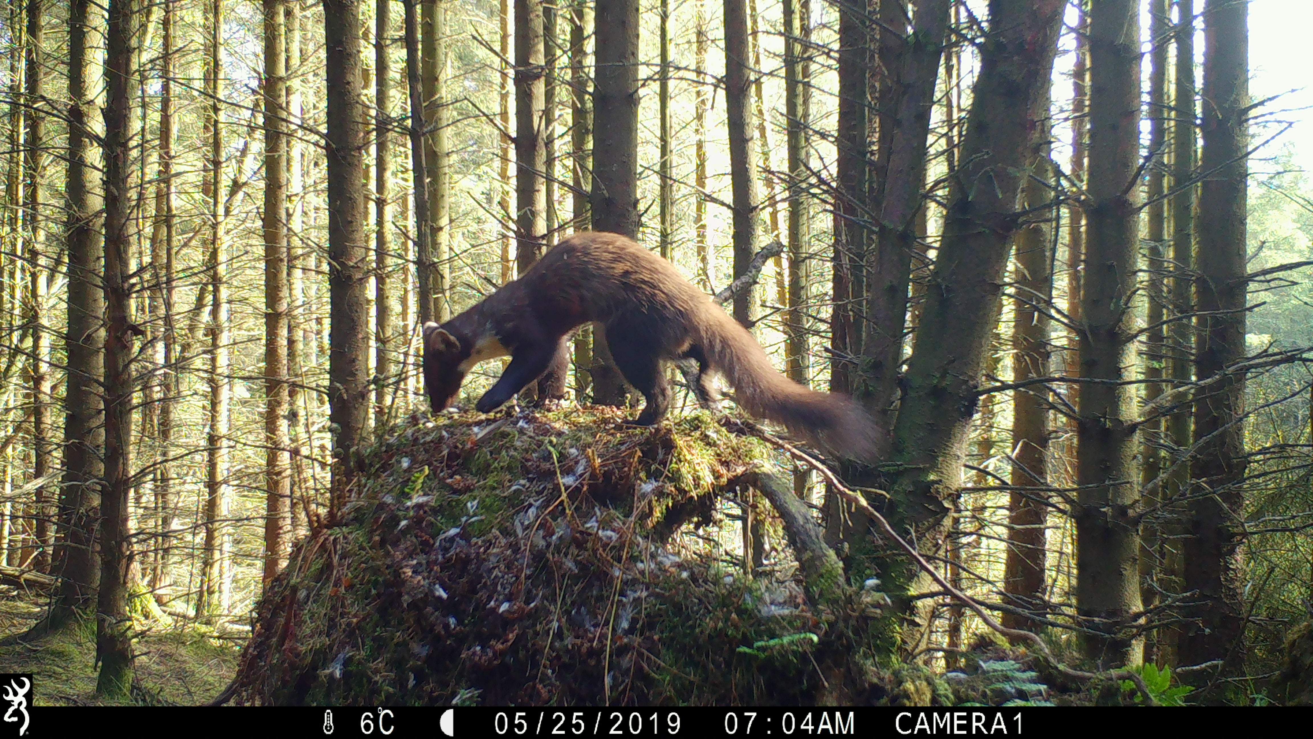 A pine marten caught on camera in Kielder Forest (Katie August -Aberdeen University/PA)