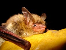 Fungus-ravaged bat proposed for endangered species listing