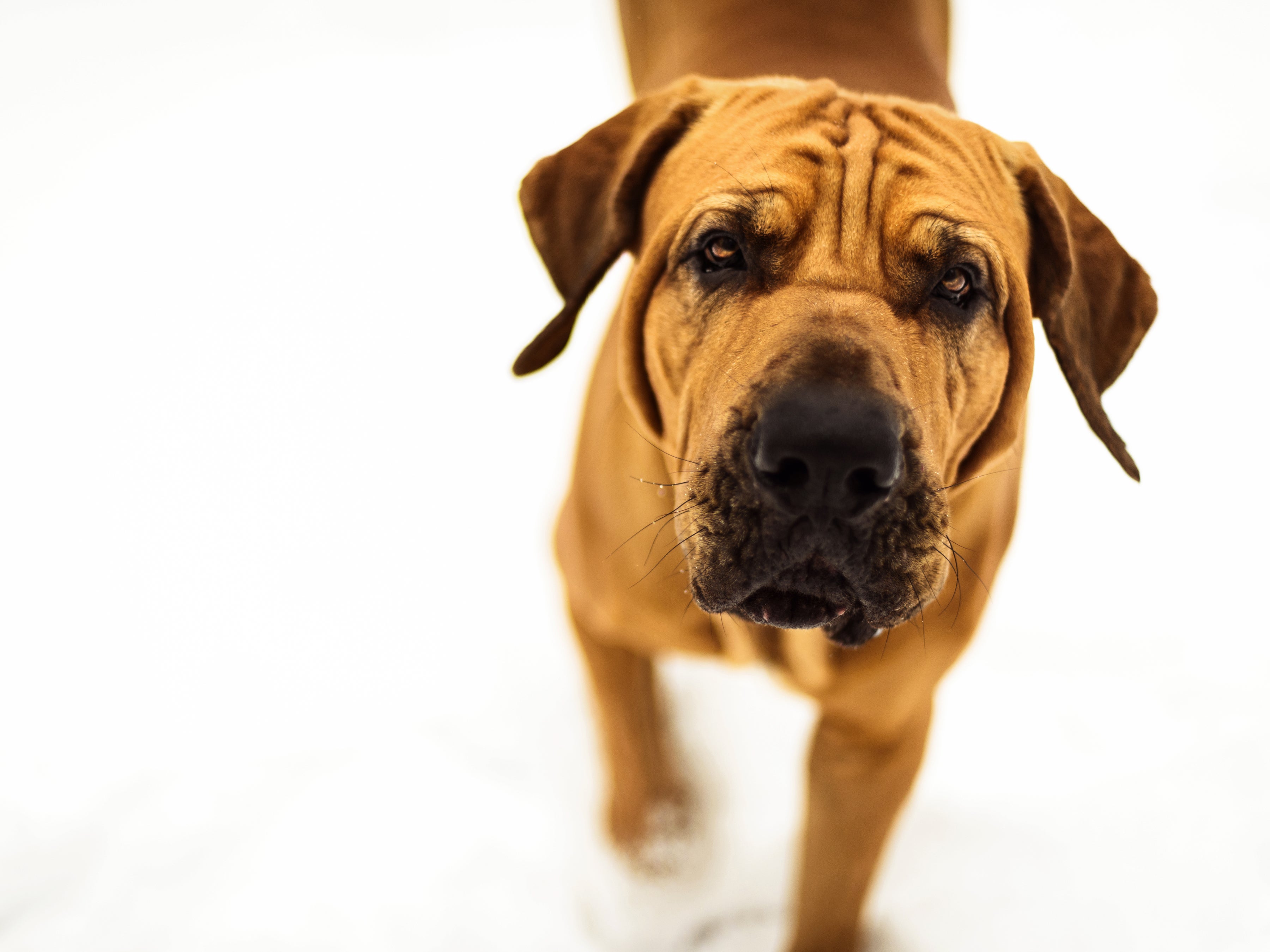 A Fila Brasileiro dog